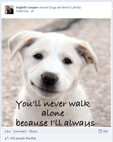 A picture of a dog: 429 Likes, 180 Shares.