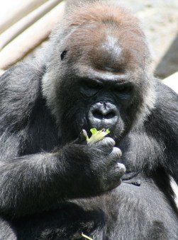 3292695379_2185f7bb0b_b