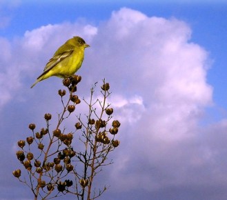 The Goldfinch is overrated - but why?